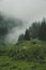 mystical Spruce mountain Forest on the hillside covered with thick morning fog