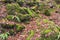 Mystical stones overgrown with moss