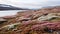 Mystical Terrains Pink Flowers In The Arctic Hare Tundra