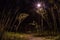 Mystical trail in the night forest in the park with glowing lanterns. Frightening tree branches.