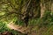 Mystical trail past rocks and lush nature in the Azores