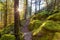 Mystical View of a Path in the Rain Forest