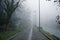 Mystical Walk path with fog silhouette of trees, misty walkside, foggy place