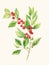 Mystical Watercolor Mistletoe Leaves and Berries AI Generated AI Generated