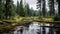 Mystical Wetland: Captivating Forest Landscape With Fallen Trees