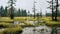 Mystical Wetland: Enchanting Swamp And Forest In National Geographic Style