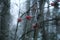 Mystical Winter dark Forest. Cold Snow Drops Gothic Scary Nordic Woods Horror haunted Mysterious