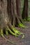 Mystical Woods, Natural green moss on the old oak tree roots. Natural Fantasy forest background