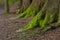 Mystical Woods, Natural green moss on the old oak tree roots. Natural Fantasy forest background