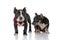 Mystified American Bully puppies looking