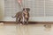 Mystified blue American Bully puppy curiously walking forward with its mouth.