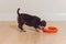 Mystified blue American Bully puppy curiously walking forward with its mouth.