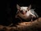 The Mystique of the Ghost Bat in the Outback