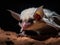 The Mystique of the Ghost Bat in the Outback