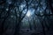 Mystique Moonlit Forest