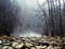 mystique off season forest stones river. Mountain forest with stones. Mountain road in the forest. forest in the mountains.