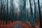 Mystique view of a forest with bare trees and a path in winter