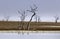 Mystrious dead trees Menindee Lakes Australia
