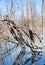 Mystrious dead trees Menindee Lakes Australia