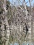 Mystrious dead trees Menindee Lakes Australia