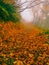 Mysty path in autumn forest with fog and yellow leaves