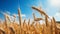 Mythic Symbolism: Ripe Wheat In A Field On A Sunny Day