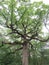 Mythical and enchanted forest of Broceliande, Paimpont, Brittany