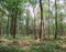 Mythical and enchanted forest of Broceliande, Paimpont, Brittany