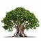 Mythical Symbolism: A Grandparentcore Ficus Tree On A White Background