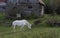 A mythical unicorn grazes in a grassy field beside a barn in Canada