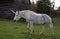 A mythical unicorn grazes in a grassy field beside a barn in Canada