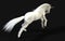 Mythical White Unicorn Posing with Clipping Path.