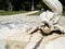 mythological figure carved in stone for fountain water from a garden located in the official residence of the Prime Minister