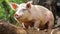 Mythological-inspired White Pig In Brazilian Zoo