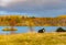 Myvatn lake and black sheep, autumn landscape, Iceland