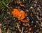 Myxomycota, slime mold fungus, Trichia decipiens macro, selective focus