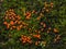 Myxomycota slime mold fungus Trichia decipiens macro, selective focus, shallow DOF