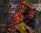 Myxomycota slime mold fungus Trichia decipiens macro, selective focus, shallow DOF