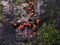 Myxomycota slime mold fungus Trichia decipiens macro, selective focus, shallow DOF