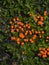 Myxomycota slime mold fungus Trichia decipiens macro, selective focus, shallow DOF