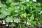 MÃ©ntha mint grows in spring in the garden. Aromatic beneficial herbs