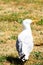 Möwe verdreht den Kopf,  sucht nach fressfeinden