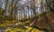 Müllerrinne - dreamlike play of light in the bizarre-looking fairytale forest on Rügen\\\'s north-west peninsula of Wittow