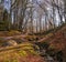 Müllerrinne - dreamlike play of light in the bizarre-looking fairytale forest on Rügen\\\'s north-west peninsula of Wittow