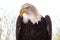 A n alert Bald Eagle looks out from his perch