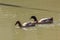 N Ducks Paddling in a Lake