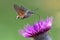 N hummingbird hawk-moth Macroglossum stellatarum feeding nectar