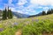 Naches Peak Loop Trail ]with wild flowers.