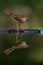 Nachtegaal, Common Nightingale, Luscinia megarhynchos
