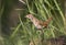 Nachtegaal, Common Nightingale, Luscinia megarhynchos